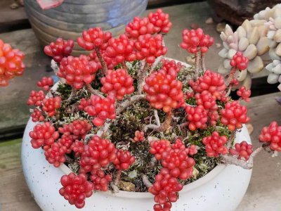 多肉红色浆果怎么养 多肉植物红色果实如何养护