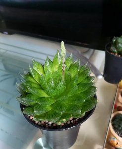 多肉能喷水在叶子上吗 多肉植物叶子上可以喷水吗？
