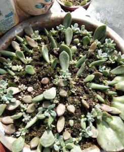多肉不长大是什么原因 多肉植物停止生长的原因是什么？