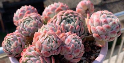 冰梅多肉植物徒长怎么办 冰梅多肉植物过长应对方法
