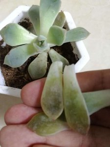 多肉的叶子掉了 多肉植物叶片脱落