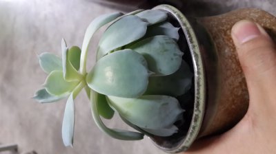 多肉缺水有什么表现 多肉植物缺水的症状是什么？