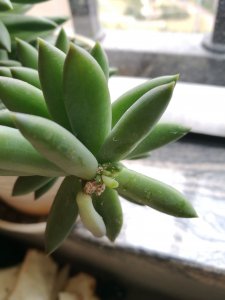 多肉上有白色的东西是什么 多肉植物表面覆盖白色物质是什么？