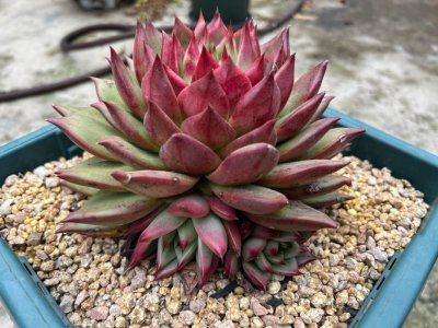 有哪些喜欢长侧芽的多肉 喜欢长侧芽的多肉品种