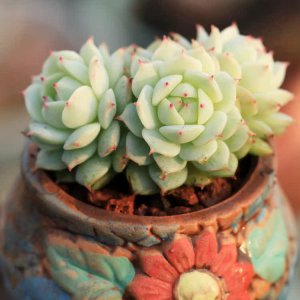 多肉静夜怎么养 多肉植物的养护技巧