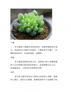 多肉玉露闷养多久通一次风 多肉玉露每隔多久需要通风？