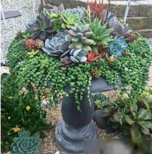 多肉植物怎么养的又大又肥 如何养护多肉植物长得又大又肥