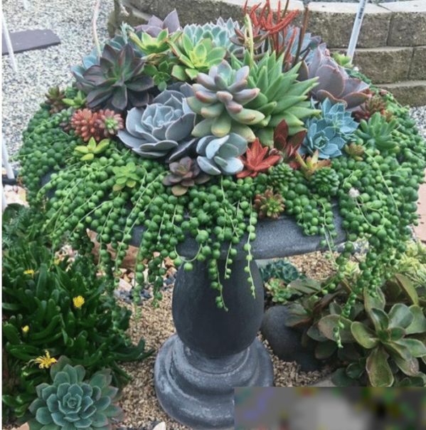 多肉植物怎么养的又大又肥