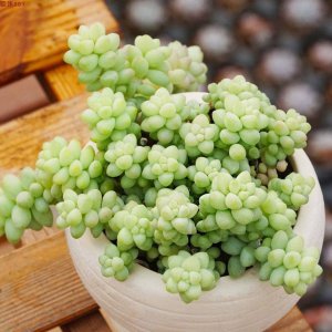 多肉玉坠开始掉坠怎么办 多肉玉坠脱落怎么处理？