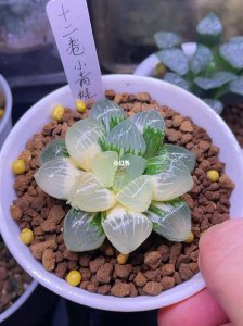 玉露多肉的养法 玉露多肉的种植技巧