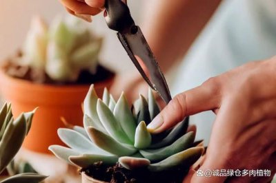 多肉植物怎么修剪造型 如何修剪多肉植物的形状