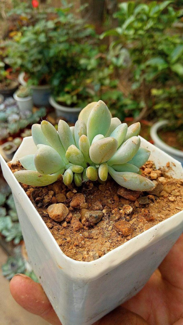 多肉小苗夏天怎么养护