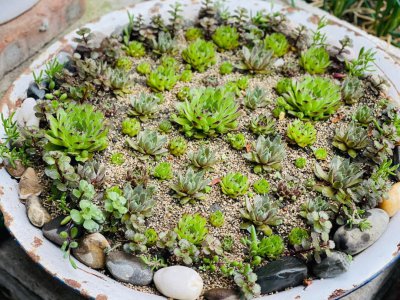 养多肉千万不要用大盆 种植多肉应选择适合的小盆