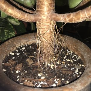多肉长气根能拔掉吗 多肉植物的气根是否可以被拔除？
