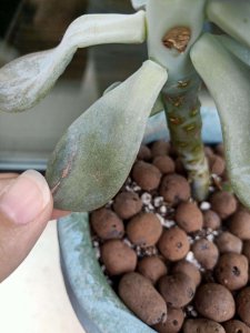 多肉底部叶子变软干瘪怎么办 多肉底部叶子枯萎变软应对方法