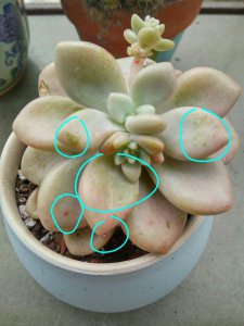 多肉长白霜是什么原因 多肉叶片出现白霜的原因是什么？