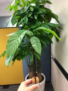 招财树和发财树有什么区别 招财树和发财树有何不同？