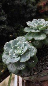 多肉春天可以淋雨吗 多肉植物能够承受春雨吗？