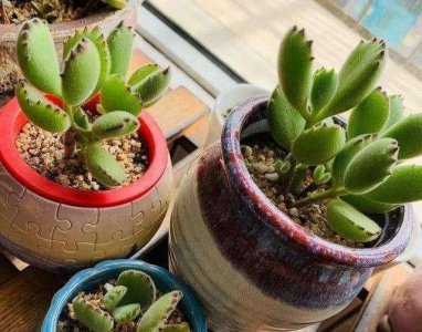 多肉冬天可以晒太阳吗 多肉植物可以在冬天接受阳光吗？