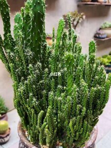 多肉招财手的养殖方法 多肉招财手的种植技巧