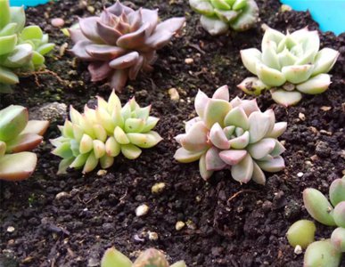 怎么给多肉用草木灰 多肉植物如何使用草木灰