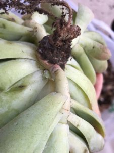多肉杆上长须怎么回事 多肉植物长出的茎有须状突起是怎么回事？