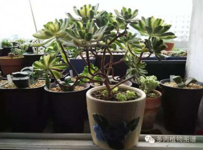 多肉喜水还是喜旱 多肉植物是喜欢水还是喜欢旱？