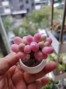 多肉婴儿手指怎么养 多肉植物小手指的养护技巧