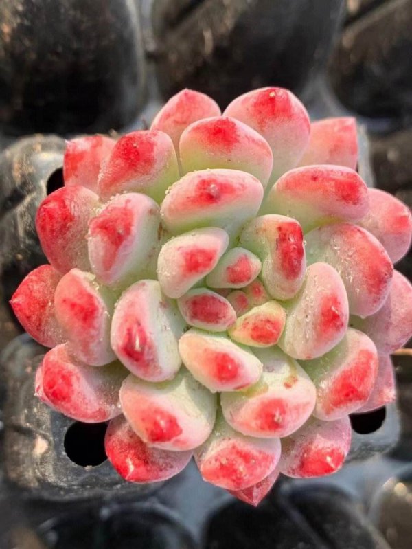蓝苹果多肉怎么繁殖