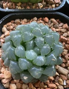 多肉不长大也不死怎么回事 多肉植物不长高也不凋零是怎么回事？