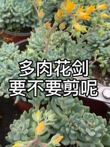 多肉花剑从哪里剪合适 多肉花剑最佳剪枝位置在哪？