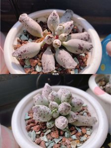海豹多肉的繁殖方法 海豹多肉的繁殖技巧