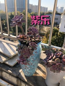 紫乐多肉变绿了 变绿的紫乐多肉
紫乐多肉转绿了