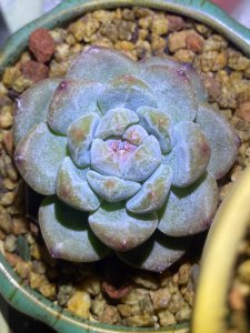 多肉软趴趴的是怎么回事 多肉植物为什么软软的？