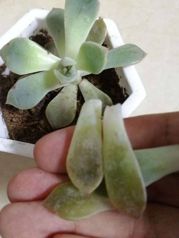 蓝光多肉淋雨后黄叶咋办