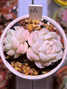 白月影多肉夏天怎么养 白月影多肉夏季养护技巧