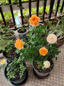 封闭式阳台可以养月季花吗 封闭阳台适合种植月季花吗？