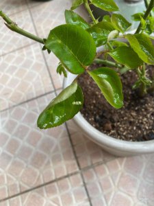 月季长新芽后要不要摘掉 月季新芽是否需要修剪？