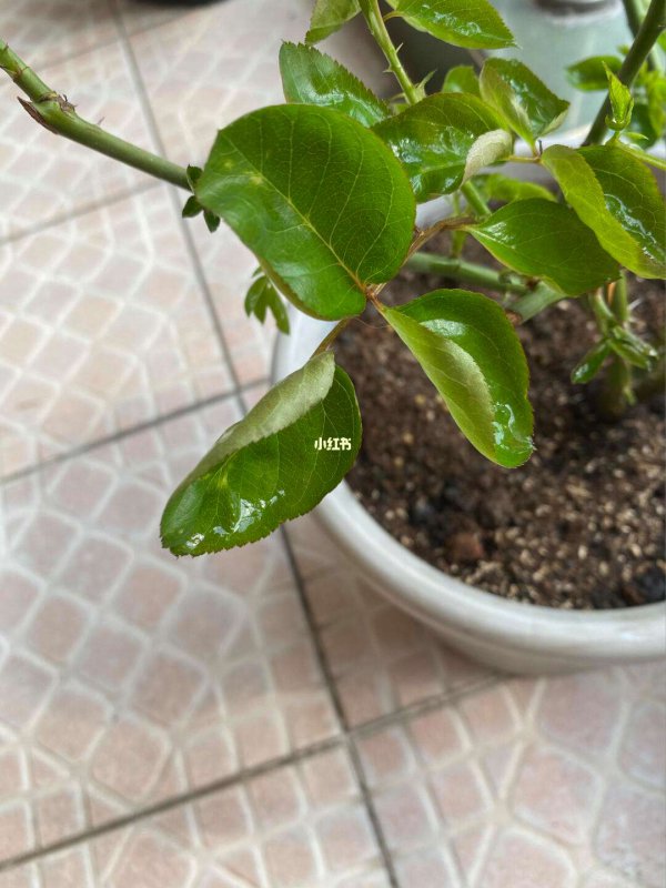 月季长新芽后要不要摘掉