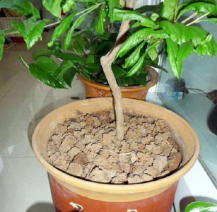 蚯蚓粪怎么养月季花生长旺盛 蚯蚓粪施用月季花生长旺盛