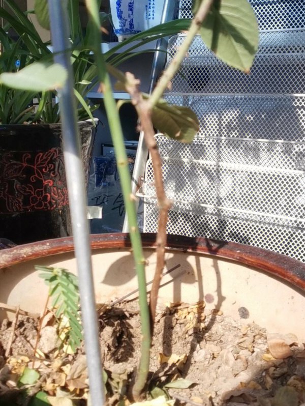 如何让月季长出来的枝条更粗壮一些