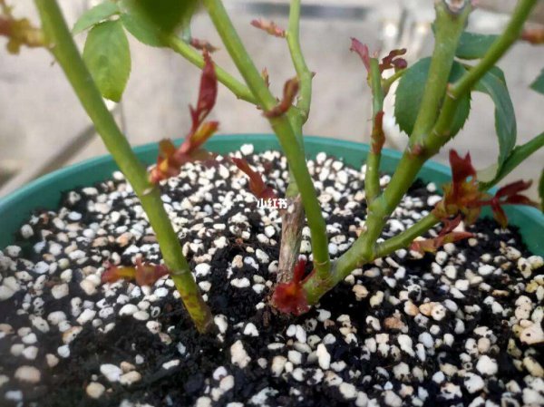夏天怎么给月季促芽