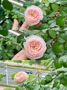 夏季怎么养护月季花呢 如何夏季照料月季花？