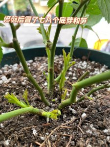 培养月季如何提根避免让它长芽开花
