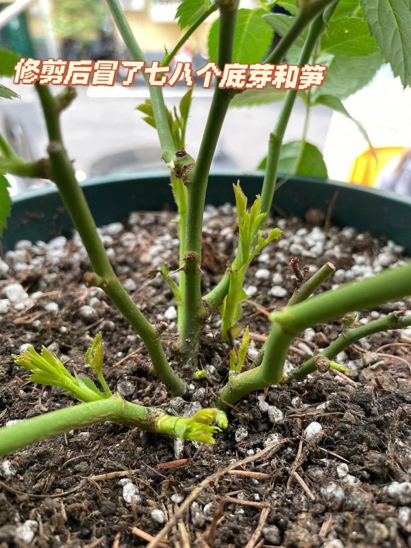 培养月季如何提根避免让它长芽开花
