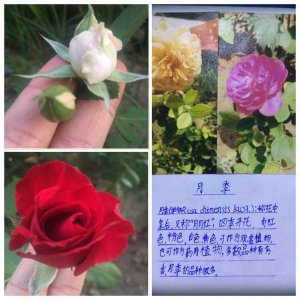 月季如何做好开花准备 如何让月季做好开花准备？