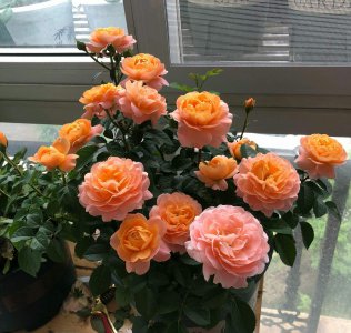 秋季如何养护月季顺利开出大花朵 如何在秋季有效养护月季促使开出巨大花朵