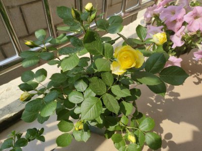 月季花喂什么肥花朵花苞长满了枝头