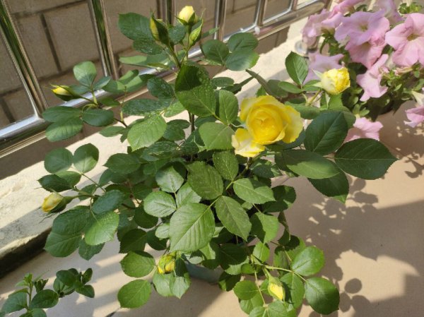 月季花喂什么肥花朵花苞长满了枝头