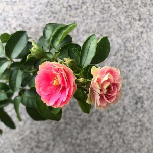 发酵粉养护月季都有哪些好处 发酵粉养护月季的好处有哪些？